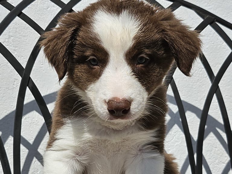 Border collie