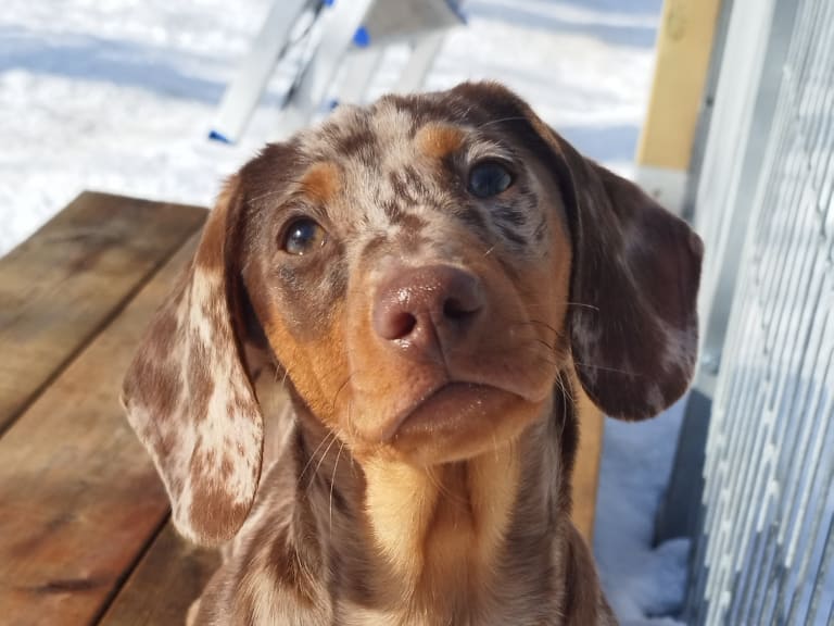 Dachshund