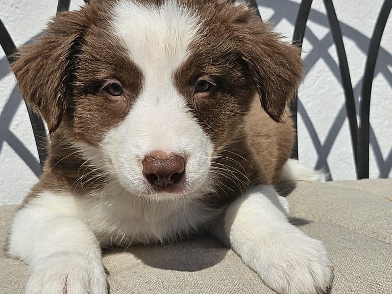 Border collie