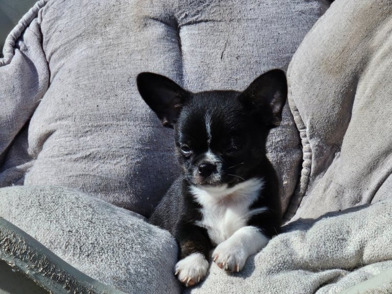 Chihuahua · Tärnsjö · Grankullaviks