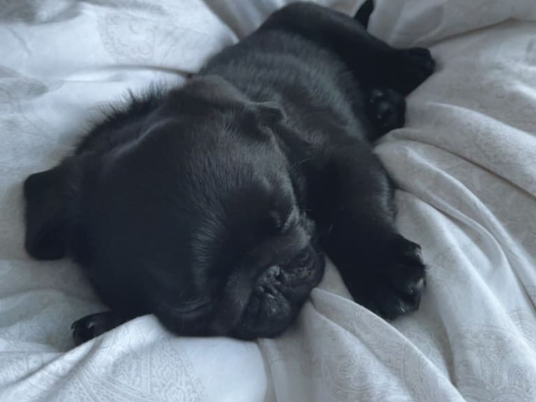 Mops