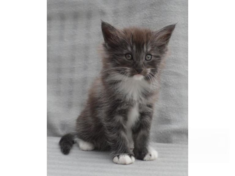 Norsk skogkatt