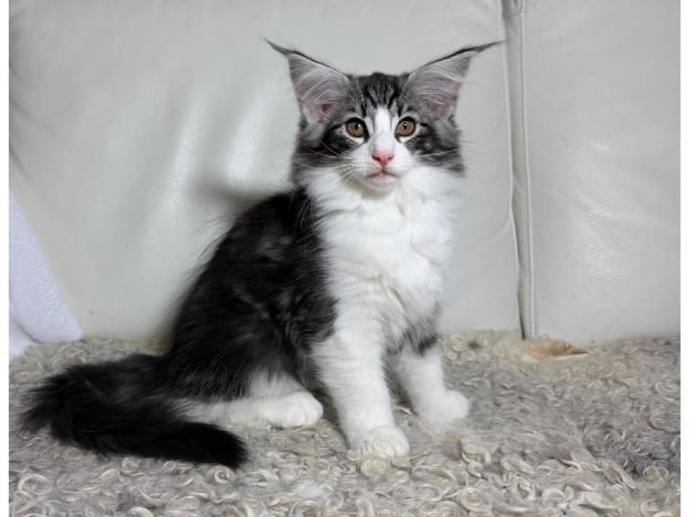 Norsk skogkatt