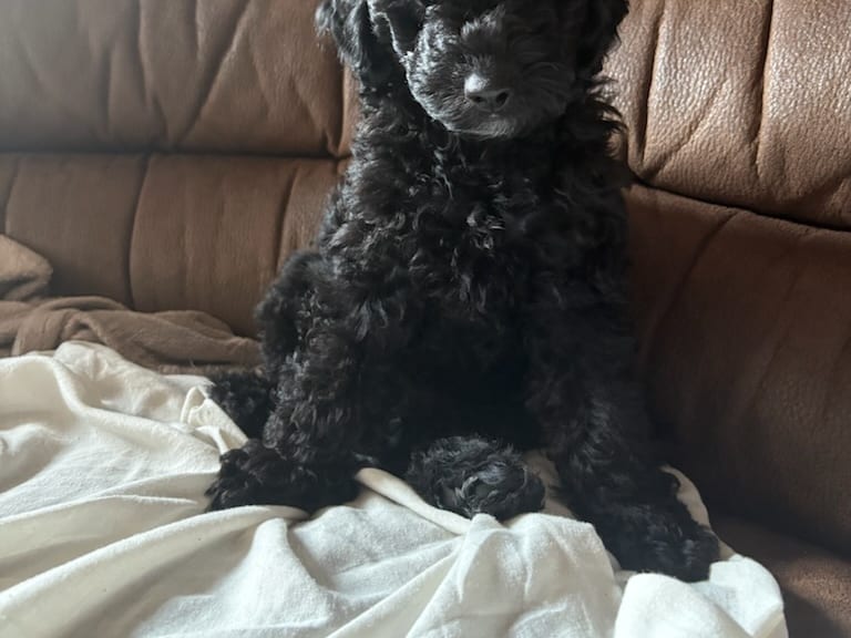 Cockerpoo · Kristinehamn · Marielle B.