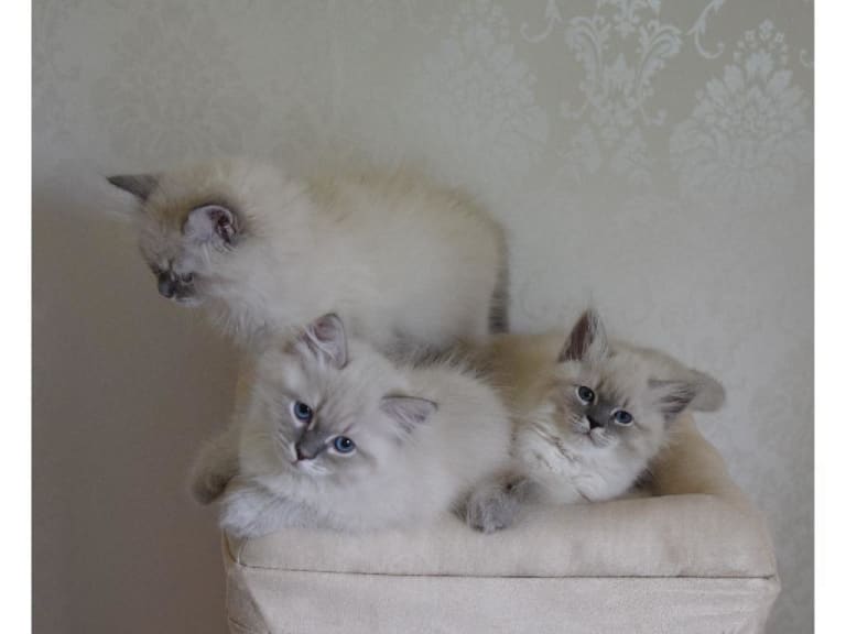 Sibirisk katt