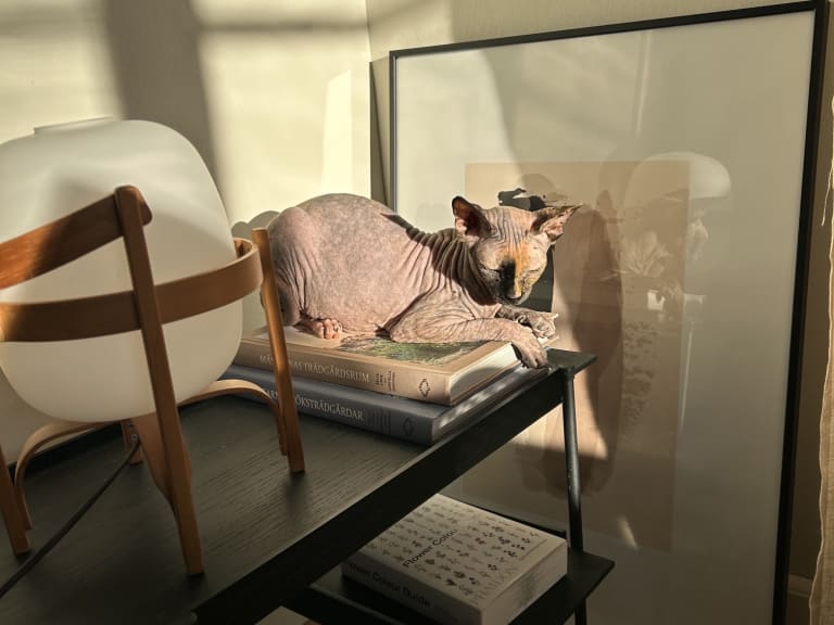 Sphynx