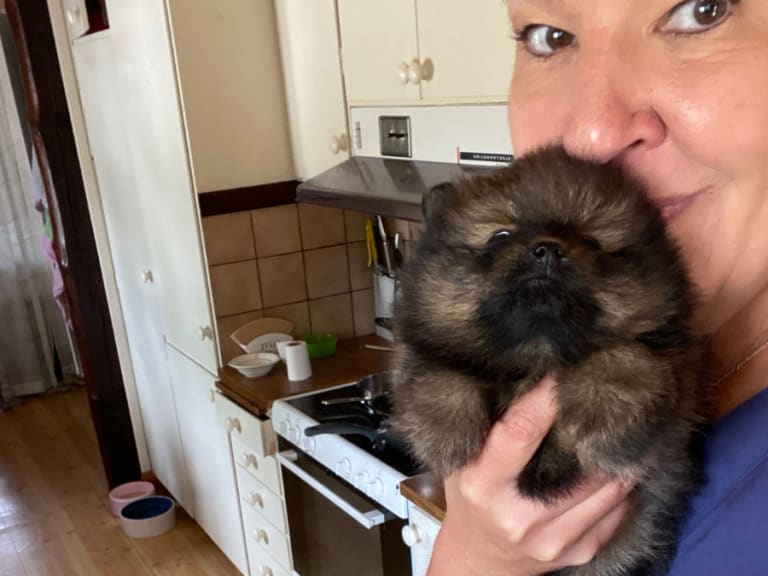 Pomeranian