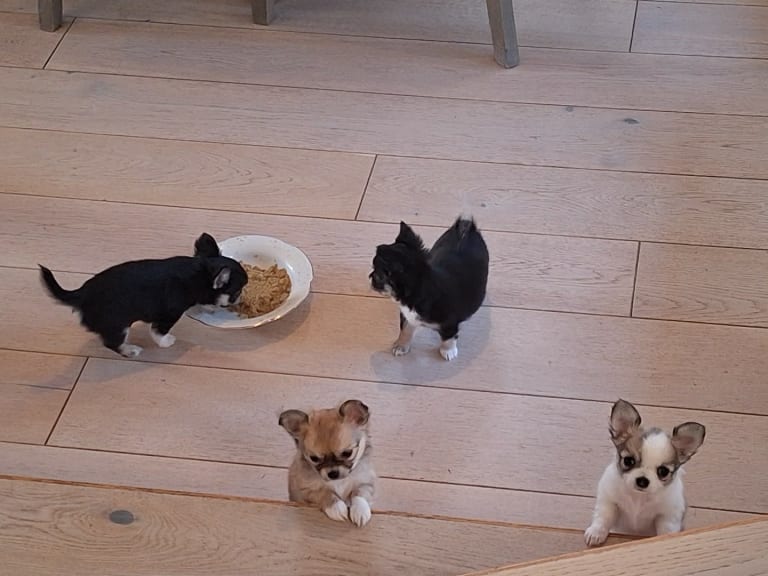 Chihuahua · Haugesund · Dronning Sjøkanten
