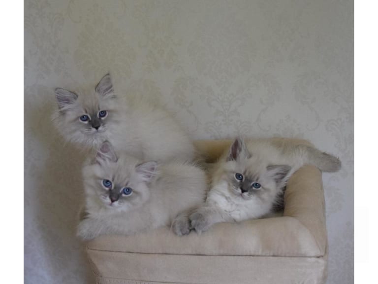 Sibirisk katt