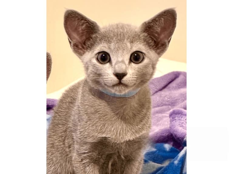 Russian Blue