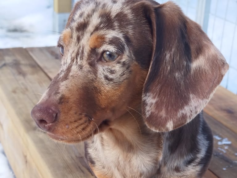 Dachshund