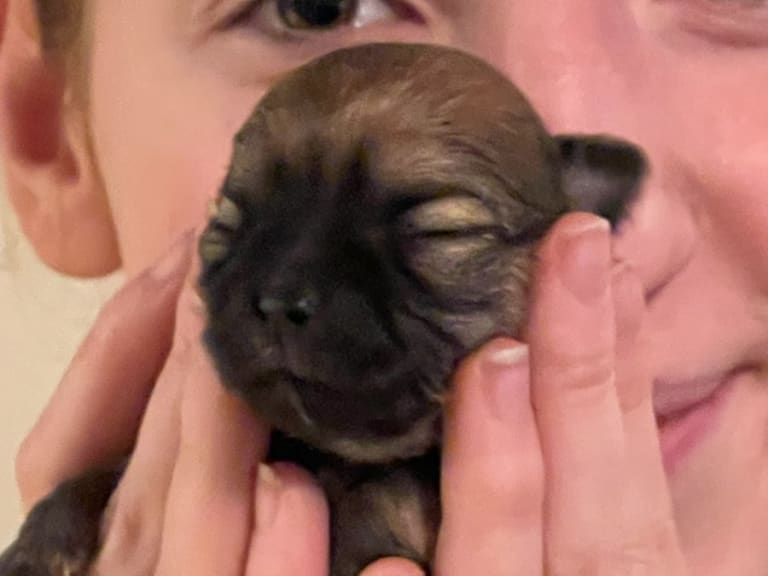 Chihuahua