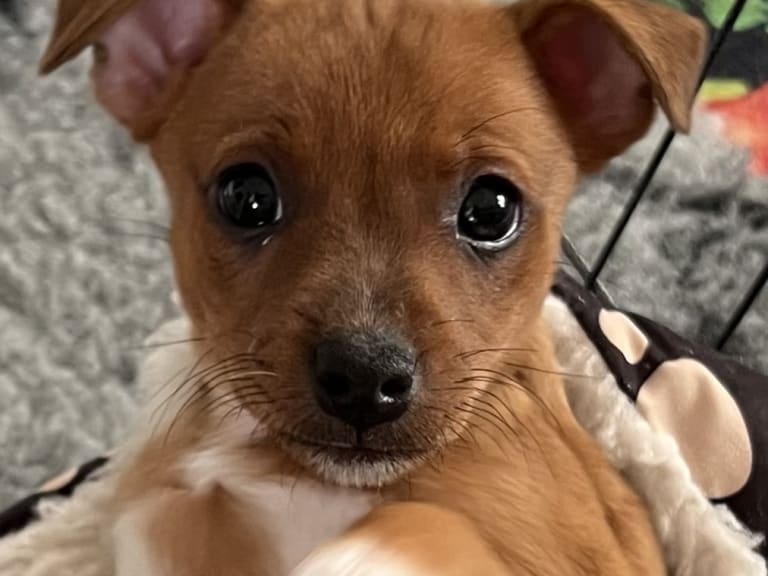 American hairless terrier · Älvsjö · Kennel Atrichos