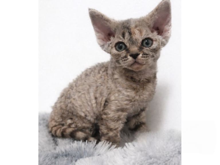 Devon Rex
