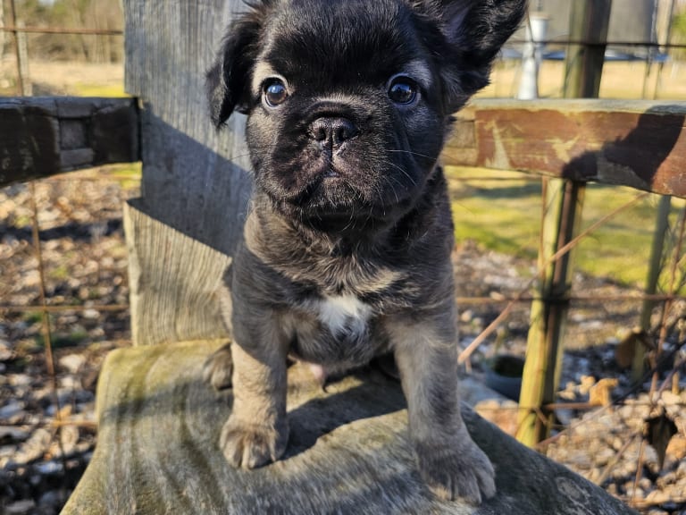 Fransk bulldog