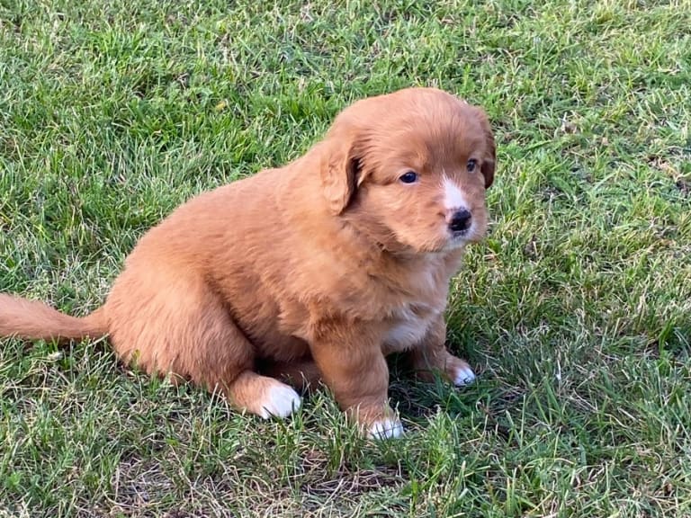 Nova scotia duck tolling retriever · Oskarshamn · Wassaya's
