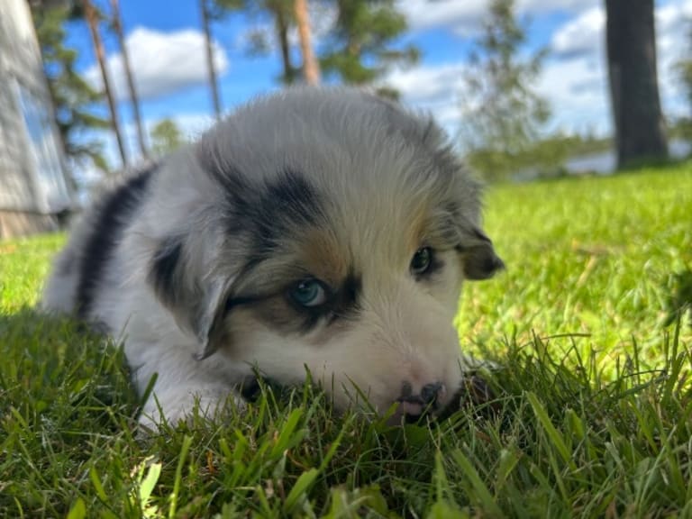 Australian shepherd