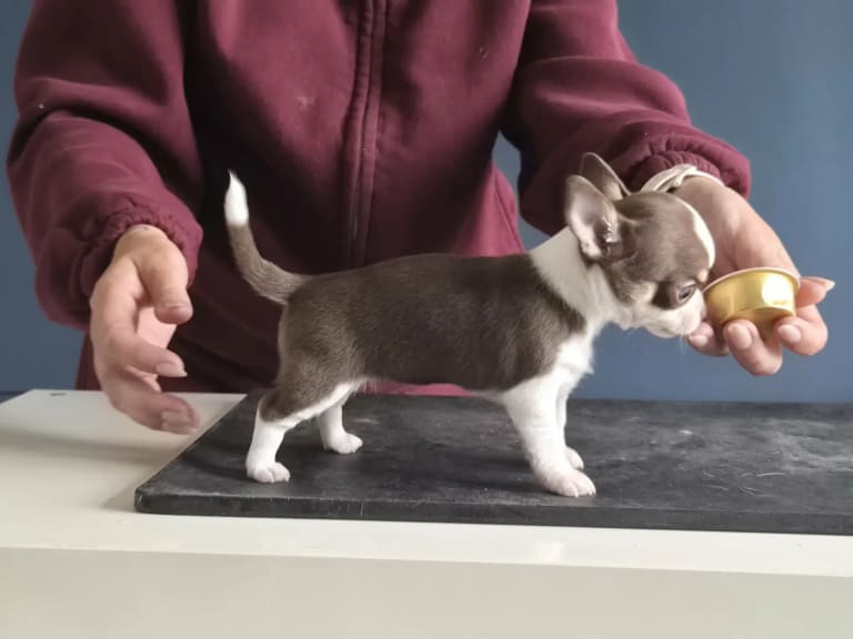 Chihuahua · Charlottenlund · Everyday Angels