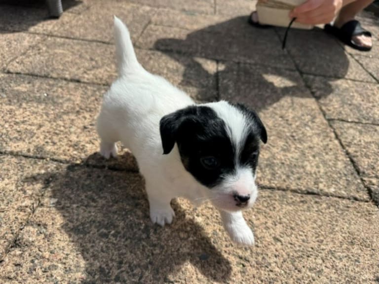 Jack russell terrier