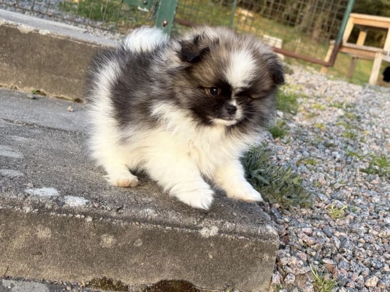 Pomeranian