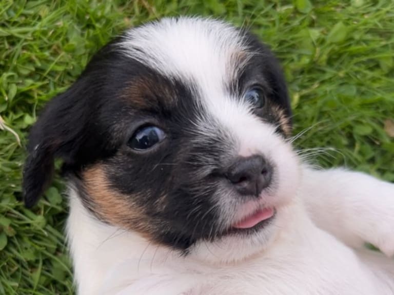 Jack russell terrier