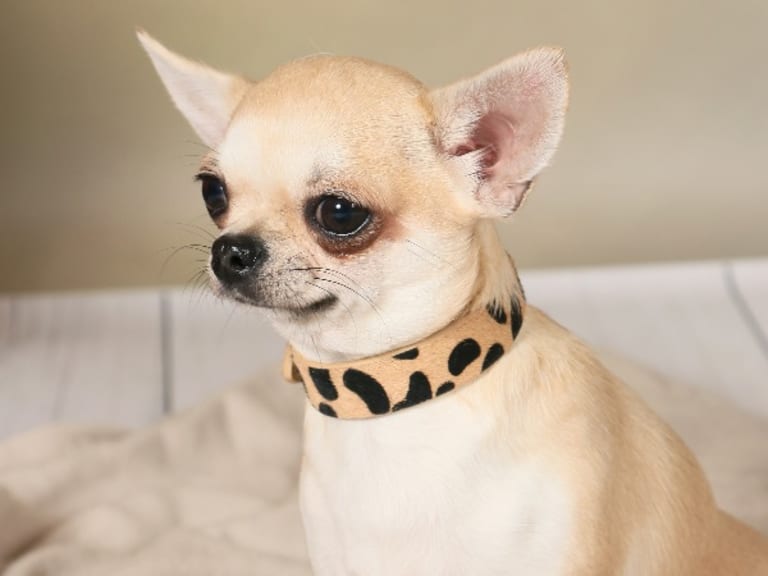 Chihuahua · Pålsboda · Chi's on top