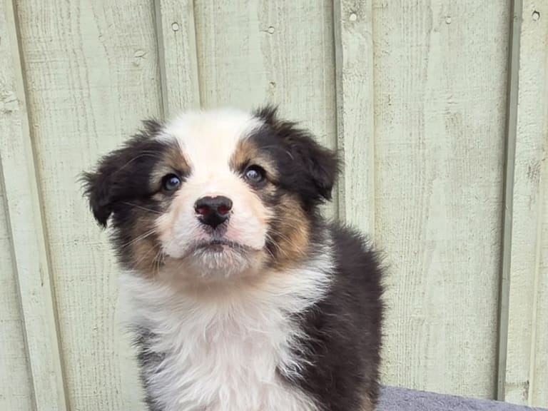 Australian shepherd