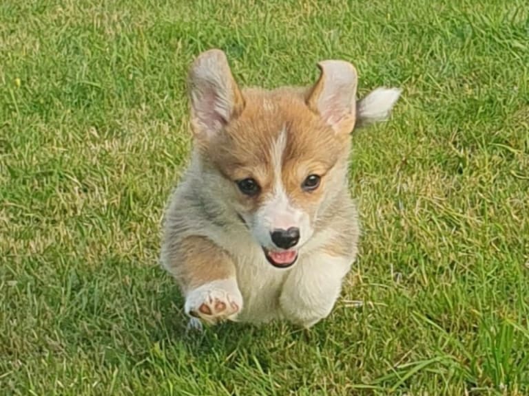 Welsh corgi pembroke · årjäng · Qashiwas