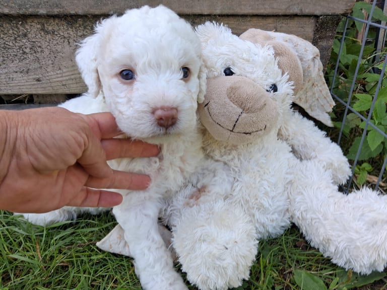 Perro de Agua Espanol · Julita · Calmigos