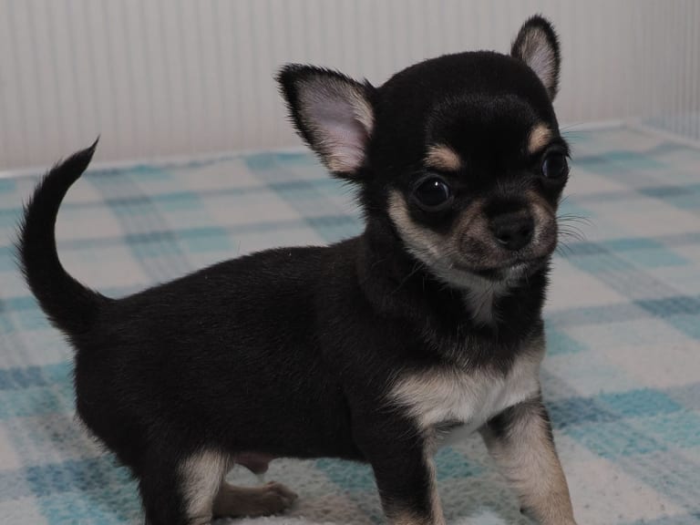 Chihuahua · Umeå · Alfachis