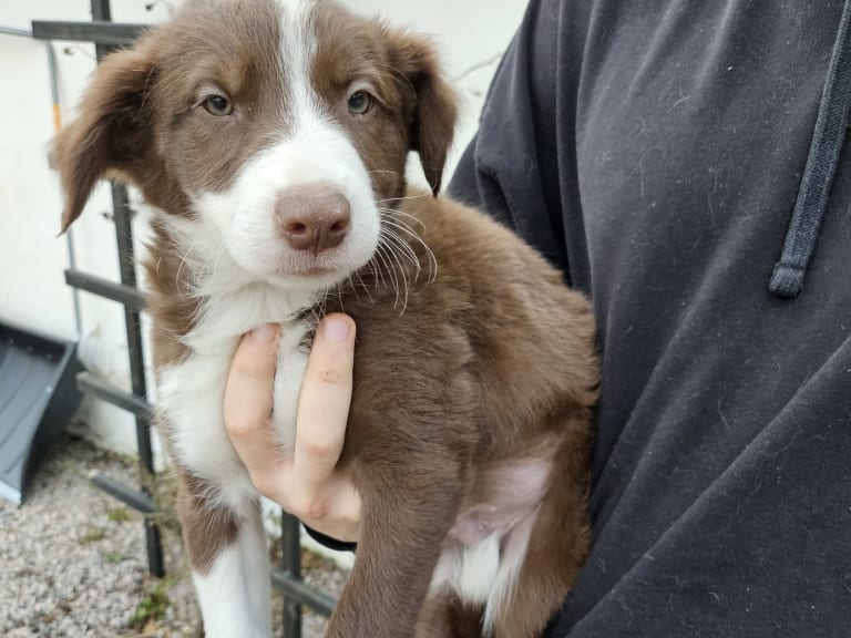 Border collie