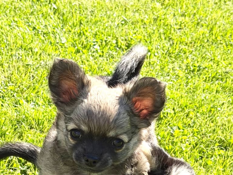 Chihuahua · Yngsjö · Chi's Piazza