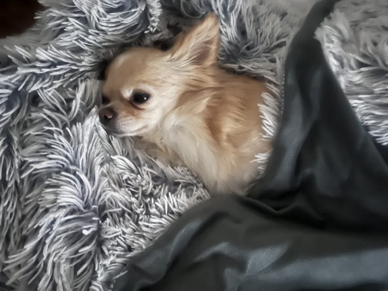 Chihuahua