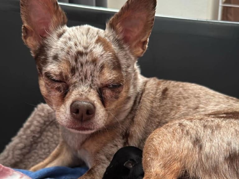 Chihuahua · Bålsta · Working Sane