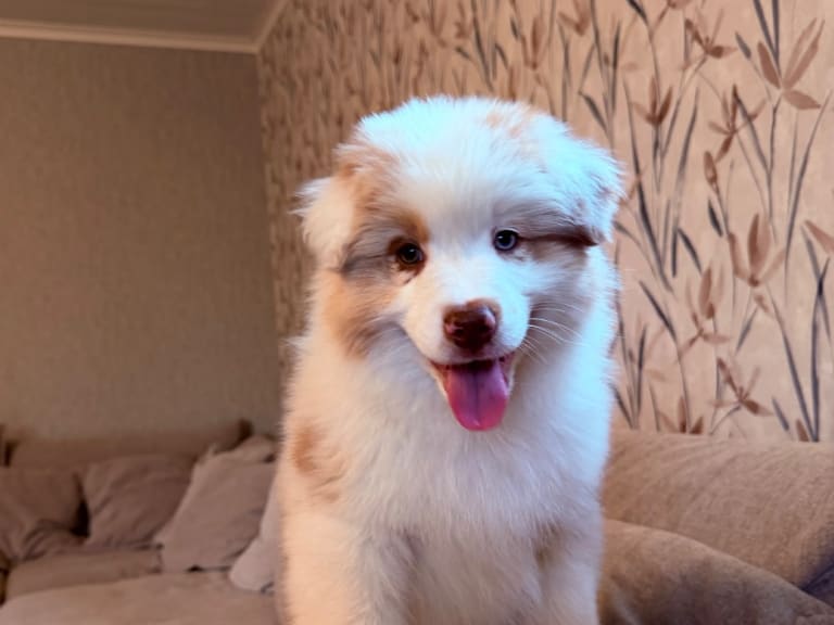 Australian shepherd