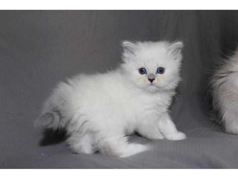 Sibirisk katt