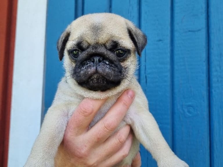 Mops