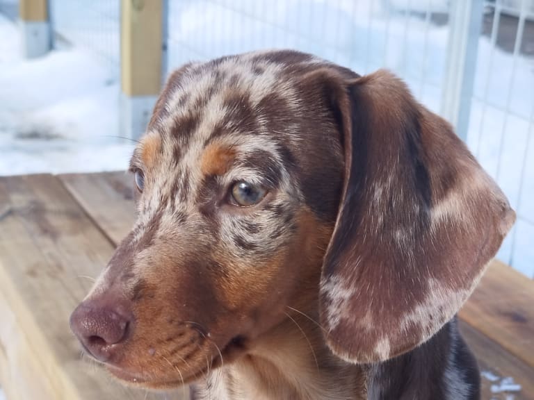 Dachshund