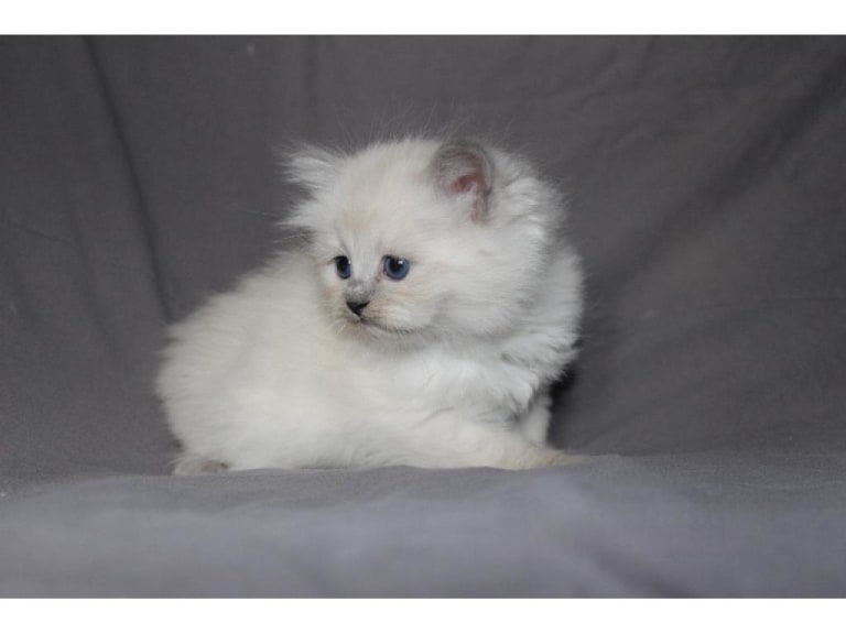 Sibirisk katt