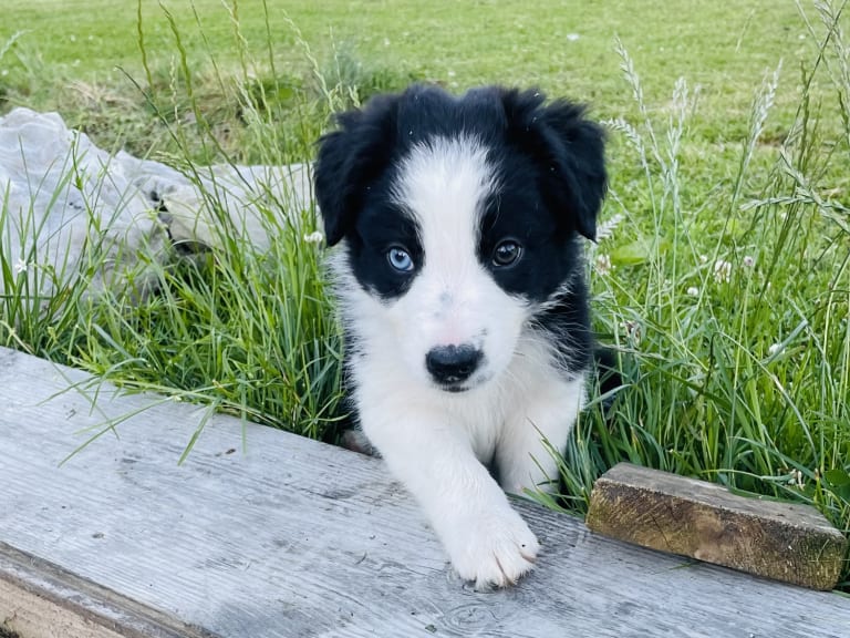 Border collie
