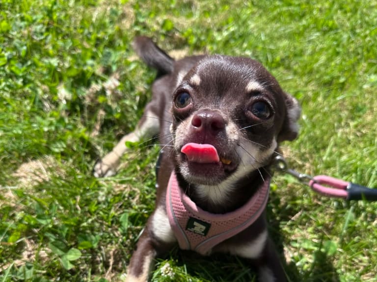 Chihuahua