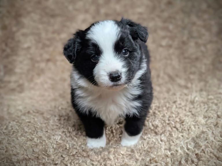 Border collie