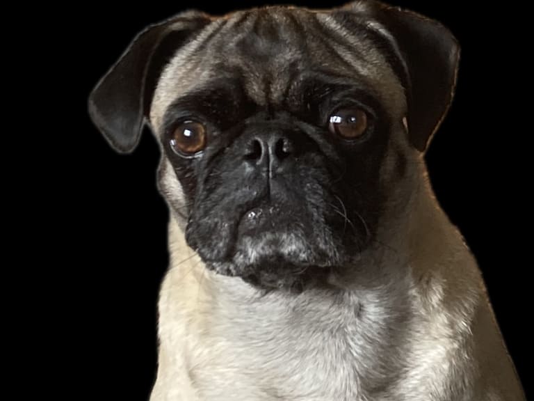 Mops