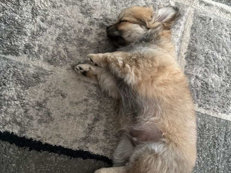 Chihuahua · Landeryd · Mini chipette
