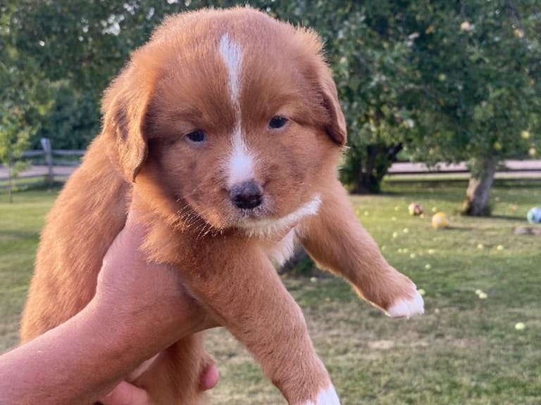 Nova scotia duck tolling retriever · Oskarshamn · Wassaya's