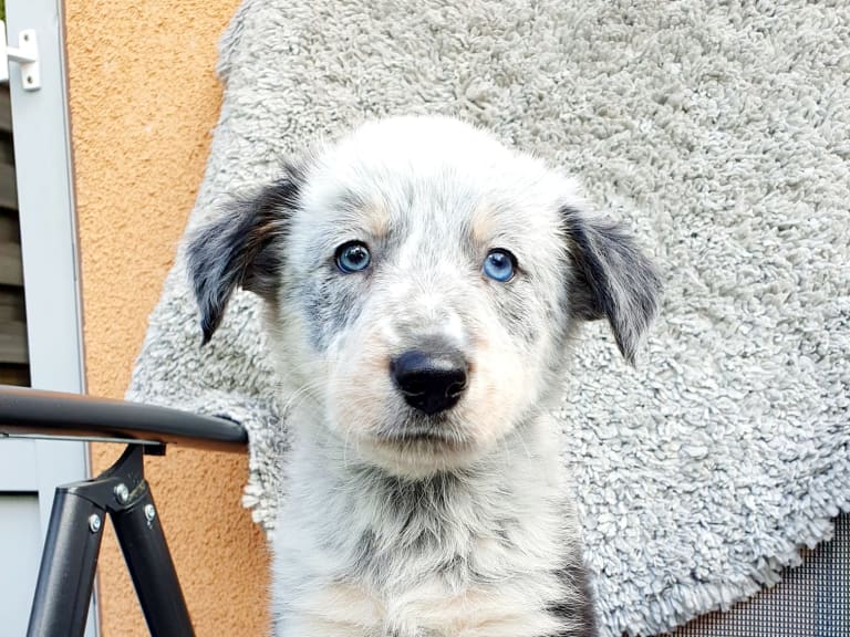 Border collie