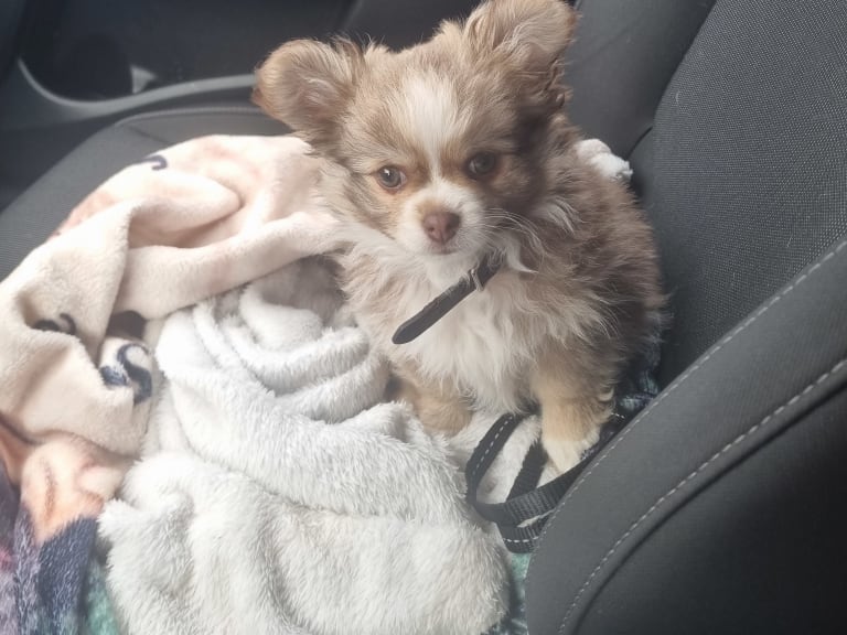 Chihuahua/shih tzu · Ludvika · Titti