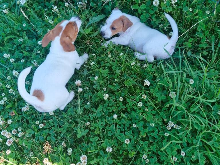 Jack russell terrier
