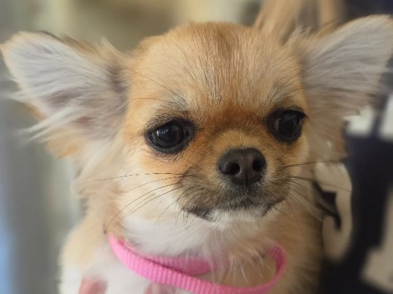 Chihuahua