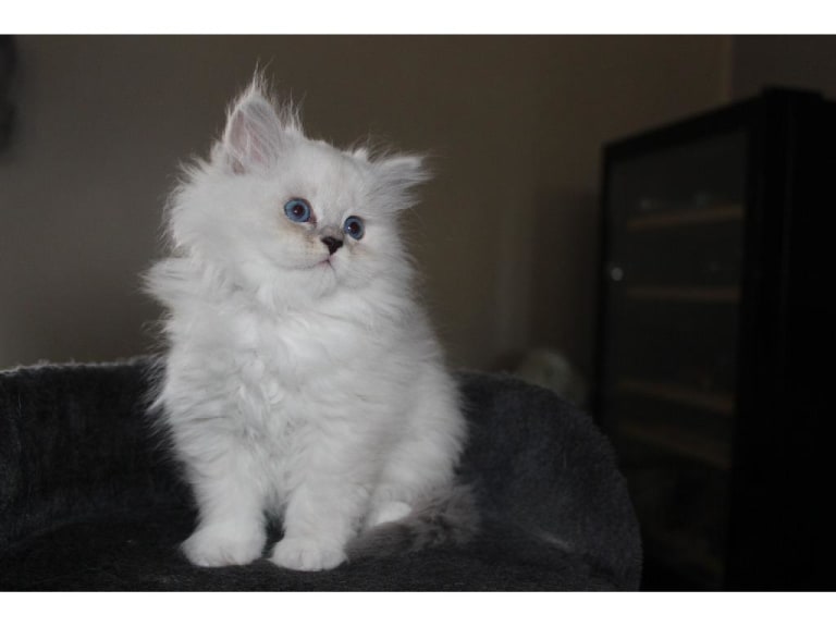 Sibirisk katt